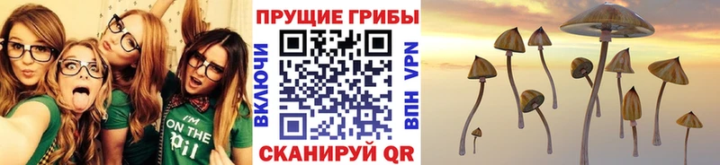 блэк спрут рабочий сайт  Курган  Галлюциногенные грибы мицелий 